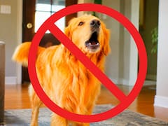 Medida oficial | Por una orden del gobierno, castigarán uno por uno a las personas que tengan un perro que ladre mucho
