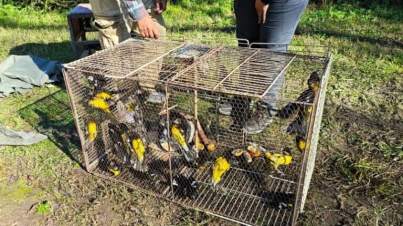 Liberaron a 40 aves exóticas encerradas en Tucumán.