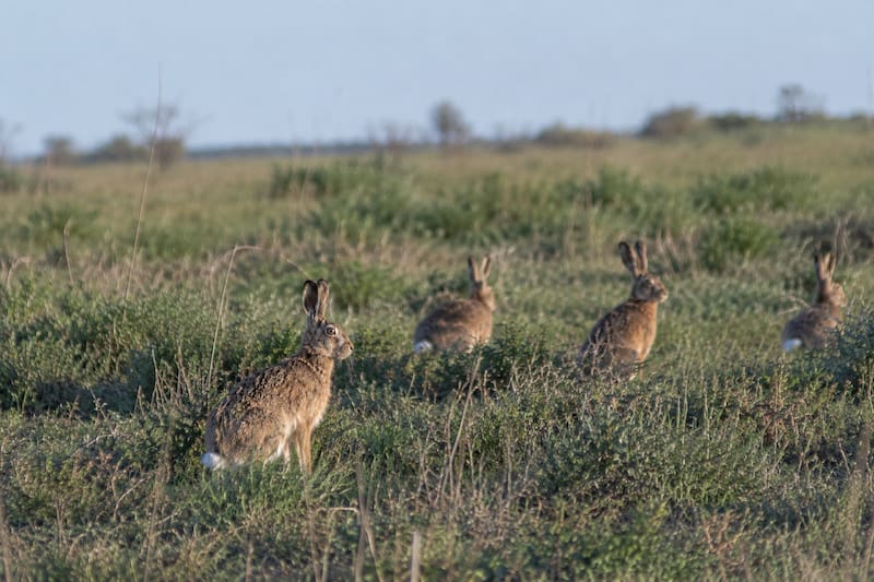 Lo que empezó con apenas ocho animales liberados en Santa Fe terminó siendo una de las especies exóticas más extendidas del país.