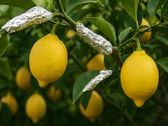 Poner papel aluminio en el limonero puede salvar tus limones: para qué sirve y por qué lo recomiendan