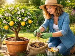Es real | Revelan el truco para hacer florecer un limonero en casa: todos pueden aplicarlo fácilmente y ver resultados