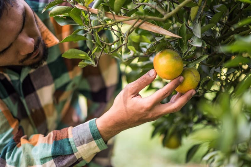Perfecto para casas pequeñas: cuál es el árbol que da frutos todo el año, es fácil de cuidar y no levanta raíces (Fuente: Archivo).