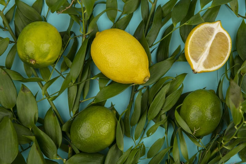 Con los cuidados adecuados, un limonero puede florecer con fuerza y dar frutos en casa.