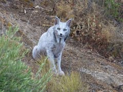Terror en el mundo animal | Reaparece un lince blanco ultra raro que se pensaba extinto y caza mamíferos sin piedad