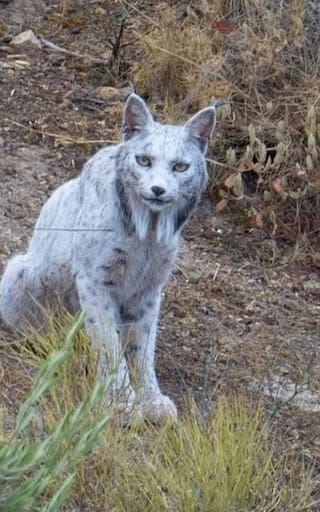 Terror en el mundo animal | Reaparece un lince blanco ultra raro que se pensaba extinto y caza mamíferos sin piedad