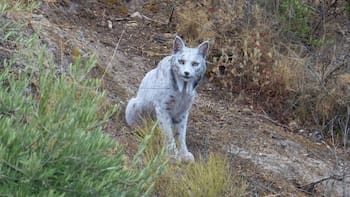 Terror en el mundo animal | Reaparece un lince blanco ultra raro que se pensaba extinto y caza mamíferos sin piedad