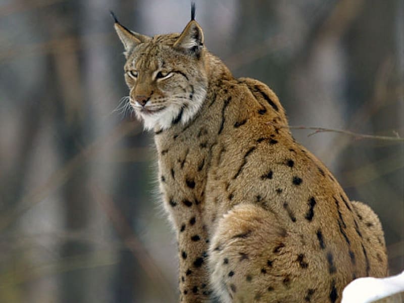 Tras casi 100 años, podría volver un feroz carnívoro a los bosques de Cataluña: su regreso genera preocupación en la sociedad.