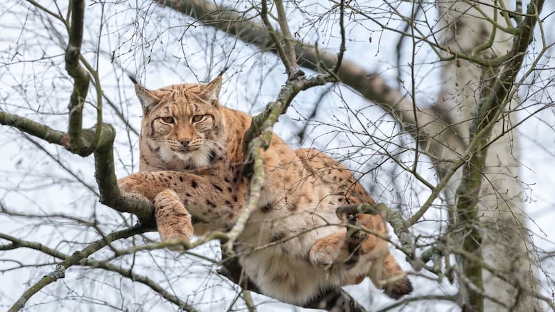 El lince boreal, desaparecido de Cataluña desde hace casi 100 años, podría volver como parte de un plan ecológico experimental. (Fuente: Shutterstock)