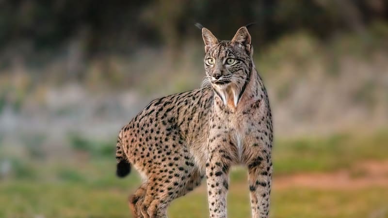 El lince ibérico supera los 2000 ejemplares en España y Portugal, conecta poblaciones antes aisladas y consolida su recuperación como uno de los mayores éxitos de conservación en Europa.