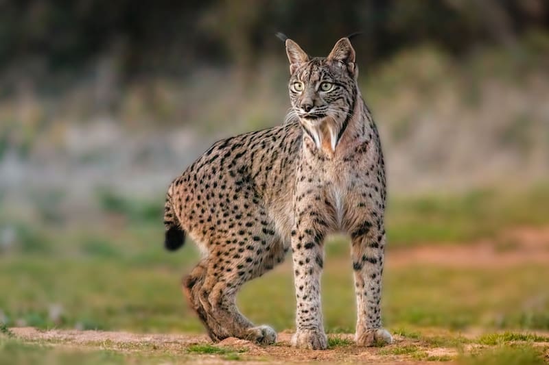 Ya es un hecho | El superdepredador ibérico que estuvo a punto de la extinción, ahora se convierte en el terror del mundo animal