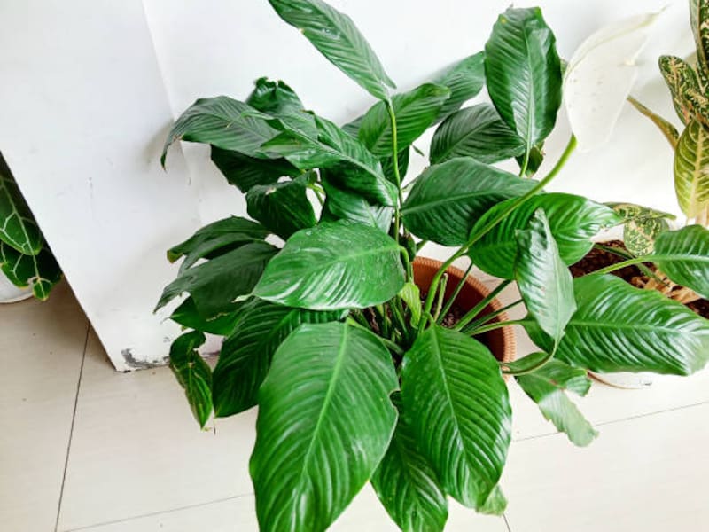 El lirio de la paz o spathiphyllum tiene hojas brillantes y flores blancas que mantienen un aspecto sereno en cualquier ambiente.