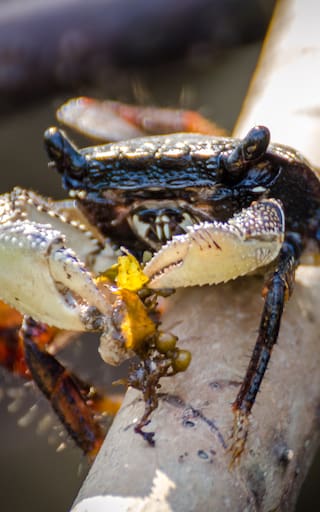 Crustáceo “fantasma” vuelve a la vida | Descubren un cangrejo perdido hace más de 60 años en África Occidental