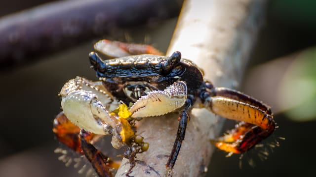 Crustáceo “fantasma” vuelve a la vida | Descubren un cangrejo perdido hace más de 60 años en África Occidental