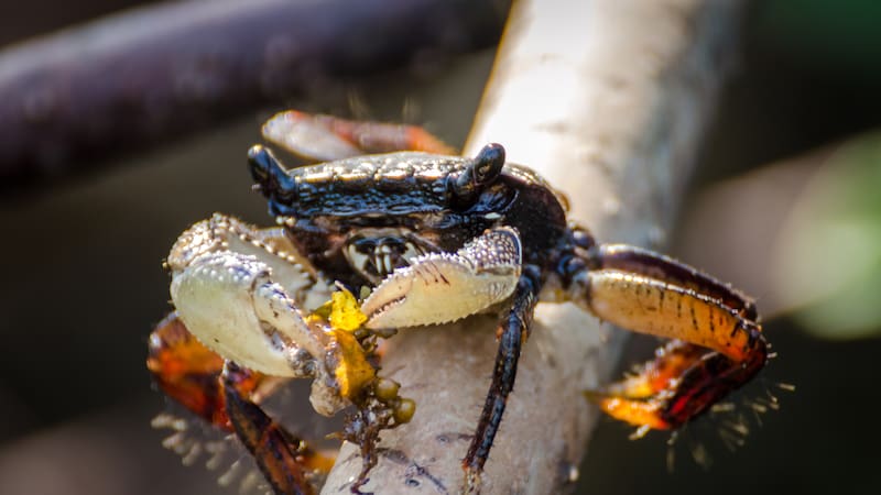 Una especie de cangrejo africano que no era registrada desde 1955 volvió a ser documentada en África Occidental.