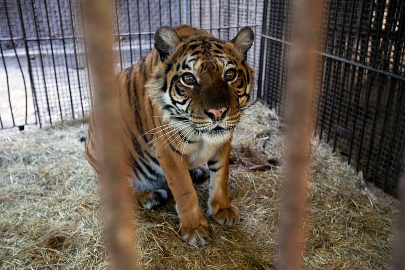 Luján, Argentina | 2025 10 16 | Four Paws