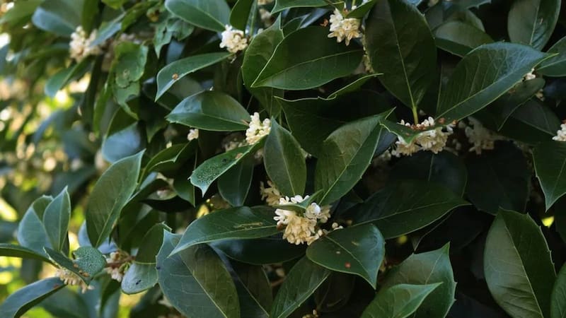 Los árboles que florecen, perfuman el ambiente y son ideales para esta época del año