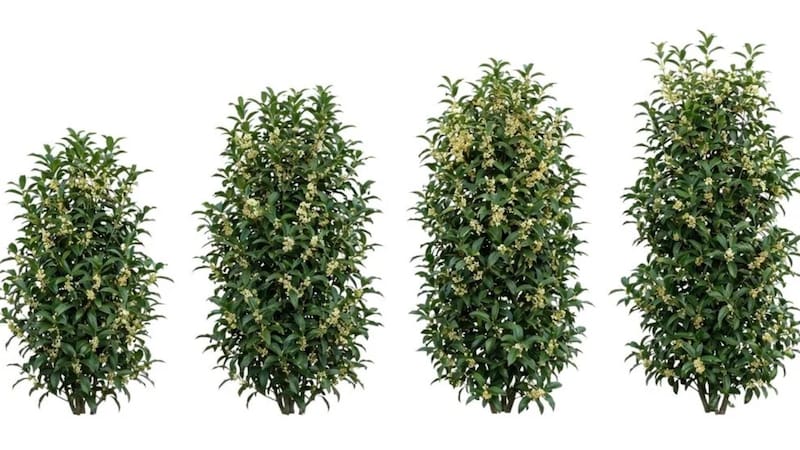 Los árboles que florecen, perfuman el ambiente y son ideales para esta época del año