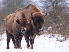 El mamífero que, tras 120 años de esfuerzos, logró convertirse en una supermanada, según un estudio