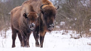 El mamífero que, tras 120 años de esfuerzos, logró convertirse en una supermanada, según un estudio