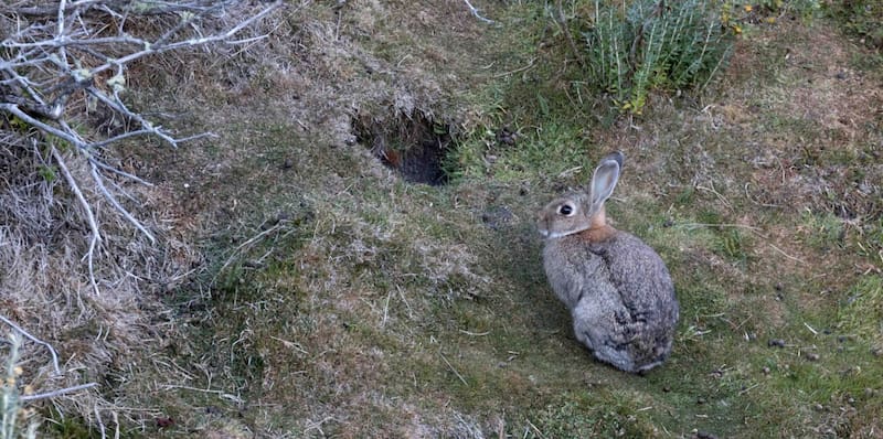 Los conejos europeos, considerados una amenaza para la biodiversidad, fueron reconocidos por la Justicia como seres sintientes con derechos que deben recibir protección. (Foto: Argentina. gob)