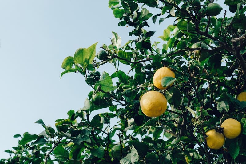Cómo lograr florecer un limonero en casa: el secreto que pocos conocen y es utilizado por jardineros expertos (foto: archivo)