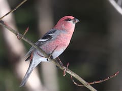 Ubican en España los restos fósiles de un ave boreal extinta hace 24.000 años