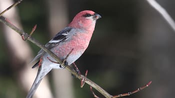 Ubican en España los restos fósiles de un ave boreal extinta hace 24.000 años