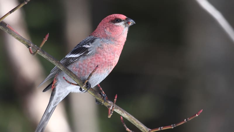 Los fósiles del ave fueron hallados en dos cavidades distintas ubicadas en Mont-ral, Tarragona.