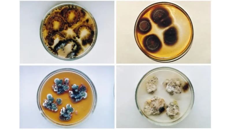 Los hongos que sobrevivieron a la explosión de Chernobyl.
