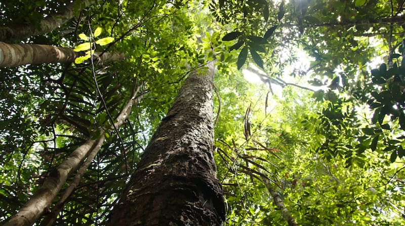Los problemas detrás de la reforestación en China.