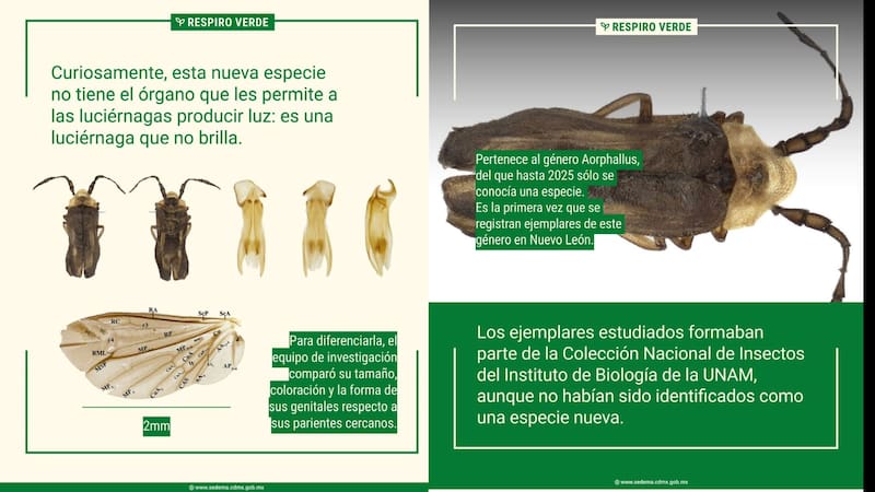 La especie fue nombrada Aorphallus batresae.