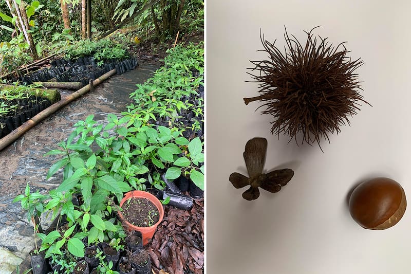 El vivero de árboles de Cloudbridge, donde las semillas obtenidas de la naturaleza se germinan y cultivan hasta que están listas para usarse en reforestación.