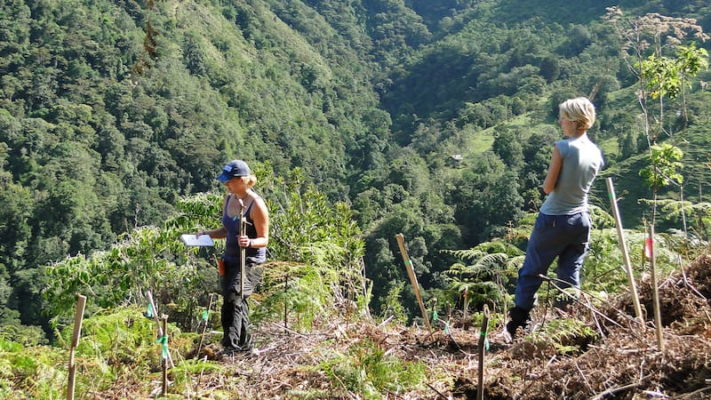 Lugar de plantación de Cloudbridge a lo largo de un sendero de montaña antes de la recuperación, cuando la zona estaba completamente deforestada y cubierta de helechos y hierbas.