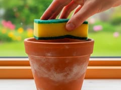 Tus plantas dejarán de morirse: por qué hay que poner una esponja en las macetas