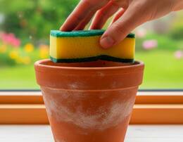 Tus plantas dejarán de morirse: por qué hay que poner una esponja en las macetas