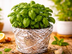 Poner papel aluminio en las macetas: para qué sirve y por qué todos lo recomiendan