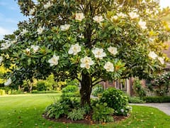 El árbol de flores blancas perfumadas que da sombra, conserva sus hojas todo el año y embellece el jardín