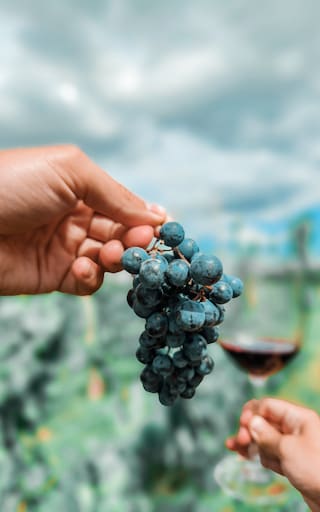 Día del Malbec: entrevista con la cepa ‘diva’ que lidera la viticultura argentina