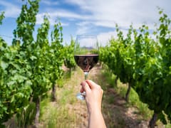 Día del Malbec: entrevista con la cepa ‘diva’ que lidera la viticultura argentina