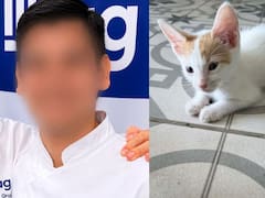 Horror en Recoleta: acusan a un cocinero de torturar y quitarle la vida a 16 gatitos