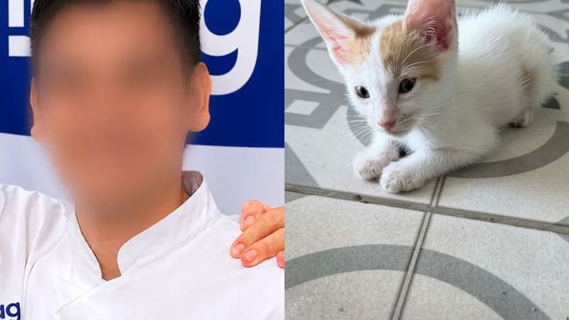 Horror en Recoleta: acusan a un cocinero de torturar y quitarle la vida a 16 gatitos.