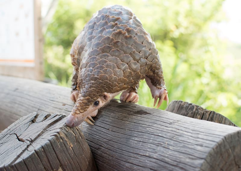 El pangolín gigante seguía existiendo en otros puntos de África.