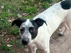 Un policía mató a un perro que dormía en la comisaría: quedó desvinculado de la fuerza