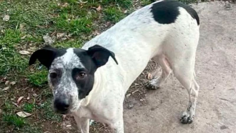 Un policía mató a un perro que dormía en la comisaría: quedó desvinculado de la fuerza.