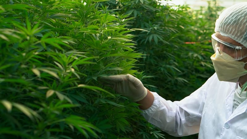 El Departamento de Justicia de los Estados Unidos reclasificó el consumo médico de la marihuana. El consumo recreativo no está legalizado. Fuente: Shutterstock.