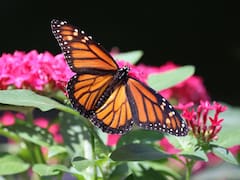 Tres plantas imprescindibles para sembrar en diciembre: cómo llenar tu jardín de color y atraer mariposas