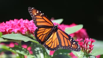 Tres plantas imprescindibles para sembrar en diciembre: cómo llenar tu jardín de color y atraer mariposas