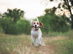 Confirmado | La Ley de Bienestar Animal prohíbe pasear a las mascotas de esta manera: estas son las reglas obligatorias para no recibir sanciones