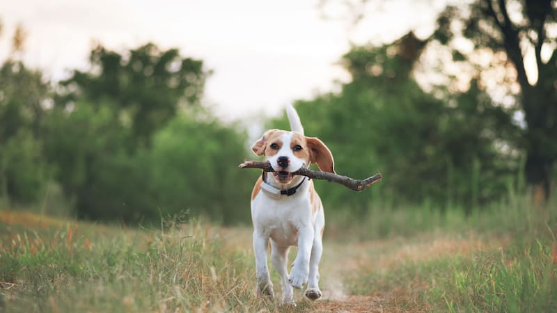 Confirmado | La Ley de Bienestar Animal prohíbe pasear a las mascotas de esta manera: estas son las reglas obligatorias para no recibir sanciones. (Fuente: Shutterstock).