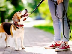 Es oficial | Entró en vigor una nueva ley que impone obligaciones inmediatas para todas las personas que tienen mascotas: de qué se trata